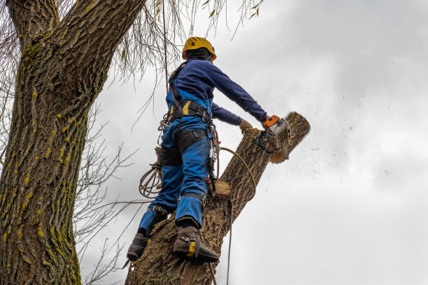 Best Stump Grinding and Removal  in Chelsea, AL