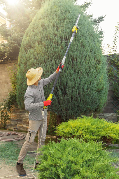 Best Tree Trimming and Pruning  in Chelsea, AL