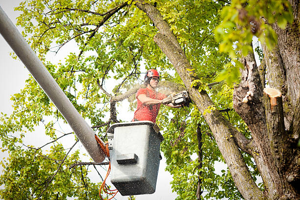 Best Emergency Tree Removal  in Chelsea, AL